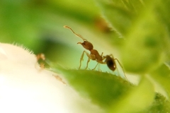 Pheidole megacephala