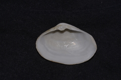 Mactrotoma antecedens