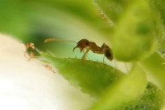 Pheidole megacephala