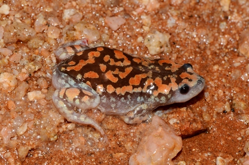 Red Marbled Frog, Phrynomantis annectens