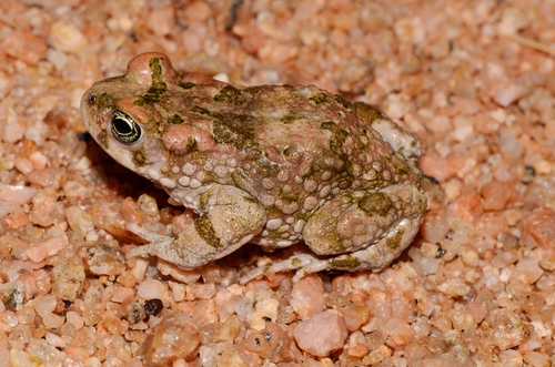 Paradise Toad, Vandijkophrynus robinsoni
