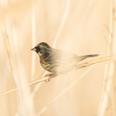 Emberiza personata