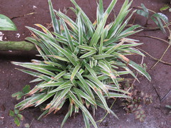 Chlorophytum laxum