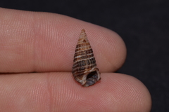 Cerithium coralium