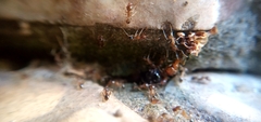 Pheidole megacephala