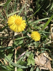 Tussilago farfara