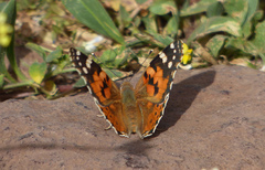 Vanessa cardui