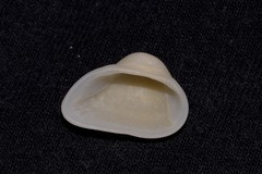 Striarca pisolina