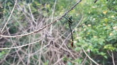 Phyllomacromia trifasciata