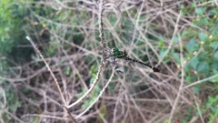 Phyllomacromia trifasciata
