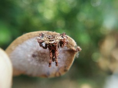 Portia labiata