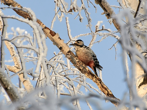 Pico dorsiblanco (Dendrocopos leucotos)