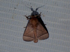 Praesetora divergens