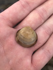 Semele proficua