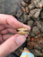Semele proficua