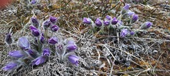 Pulsatilla vulgaris