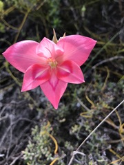Gladiolus carmineus