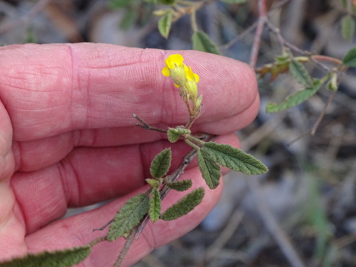Image of Hermannia althaeoides by (c) Shaun Swanepoel, some rights reserved (CC BY)