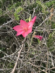 Gladiolus carmineus