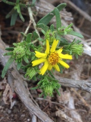 Deinandra clementina