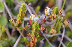 Cassiope tetragona