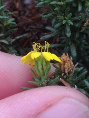 Deinandra clementina