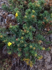 Deinandra clementina