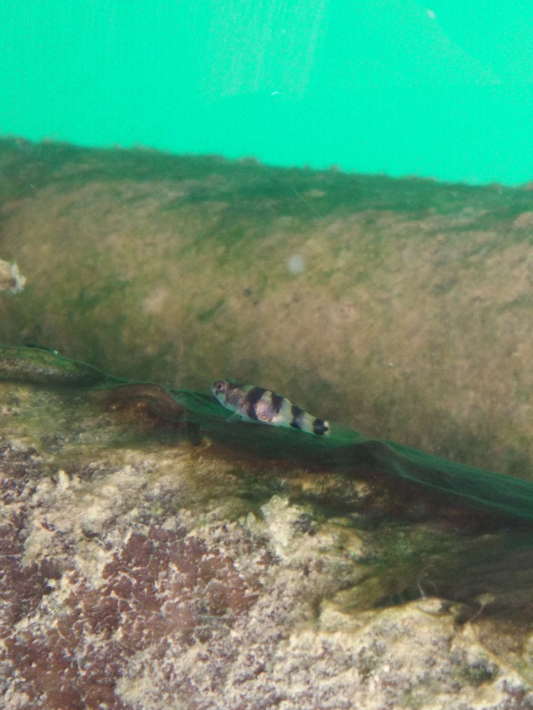 Goldenbanded Goby