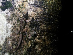 Cyrtodactylus oldhami