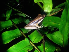 Clinotarsus penelope