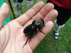 Trichogomphus martabani