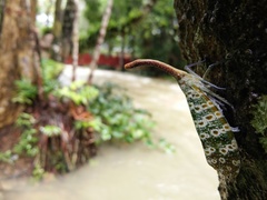 Pyrops oculatus