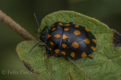 Pachycoris klugii