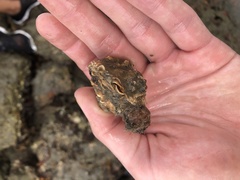 Pseudochama cristella