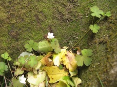 Geranium microphyllum