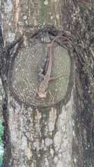 Calotes versicolor