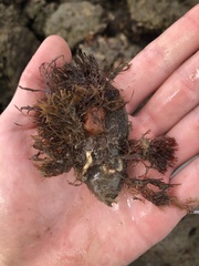 Pteria colymbus