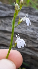 Lobelia flaccida flaccida
