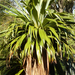 Mountain Cabbage Tree - Photo (c) Jon Sullivan, some rights reserved (CC BY)