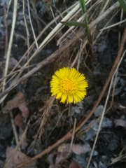 Tussilago farfara