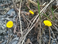 Tussilago farfara