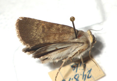 Standfussiana lucernea