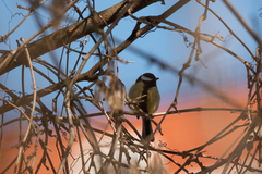 Parus major