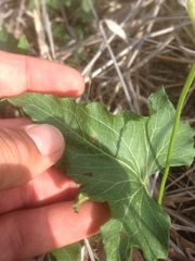Calystegia macrostegia amplissima