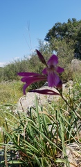 Gladiolus italicus