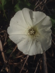 Calystegia macrostegia amplissima