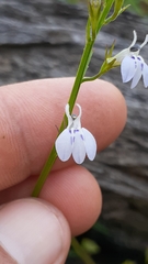 Lobelia flaccida flaccida