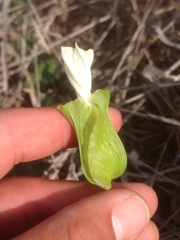 Calystegia macrostegia amplissima
