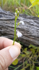 Lobelia flaccida flaccida