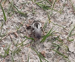 Andrena cineraria